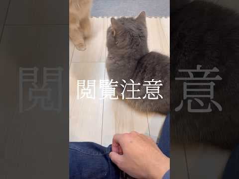 【閲覧注意】何かと思ったら…#shorts #猫 #猫のいる暮らし