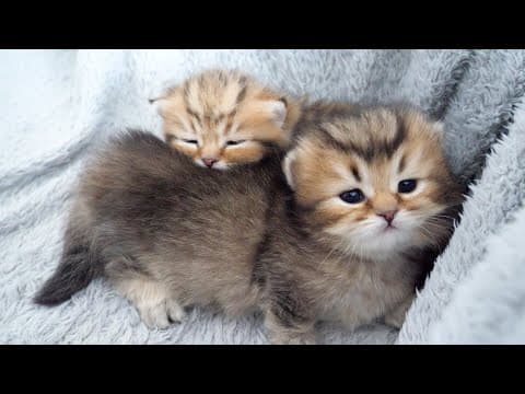 The kitten that gets turned into a pillow by its siblings is too cute...