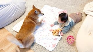 寝返りしながら遊びに誘ってくる赤ちゃんに応える神柴犬がこちらです