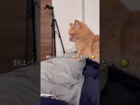 朝は甘えん坊でおしゃべりが止まらなくなる子猫が可愛すぎる…