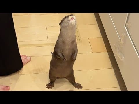 高級豚肉を欲しがりすぎるカワウソの身振り手振り！ The gestures of an otter that wants too much fine pork!