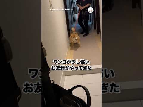 飼い主さんの神配慮✨｜PECO