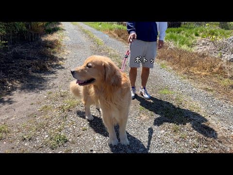 パパがリードを離したことに気付いた瞬間の、愛犬の行動‥！