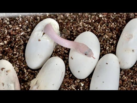 白ヘビの赤ちゃんが生まれてきました