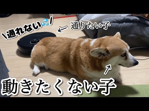 【仲良くできる？】お掃除ロボットQrevo Cを困らせるコーギーくきたん