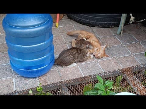 仔猫たちのじゃれ遊び