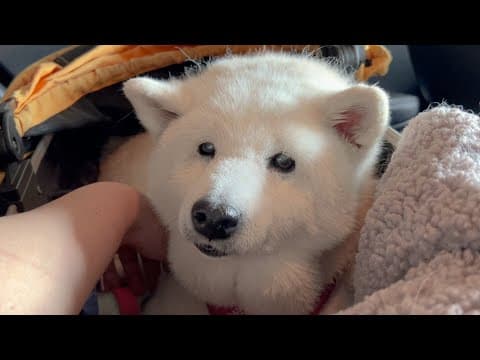 柴犬あいちゃんについて大事なご報告