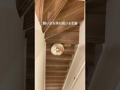 飼い主を待ち続ける猫がかわいすぎた！　#ねこ #猫　#猫かわいい