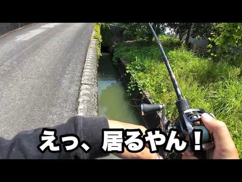 街中に水路がいっぱいあったんで釣りしてみたら…
