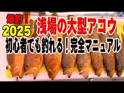 《京都》【乗っ込みシーズン到来‼】浅場のモンスターアコウがマジでヤバい！2025 6 2裕凪丸生き餌泳がせアコウ