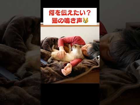 切ない鳴き声で甘えてくる猫