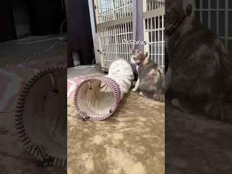 むっちゃんの日常②。