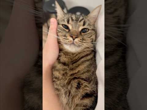 一日中寝てた猫たちと必死に働くママwww #shorts #猫 #cat