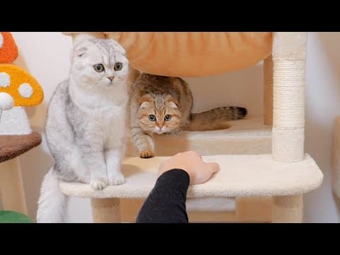 When their owner lay down, the kittens came over to check on them out of concern - it was so cute!