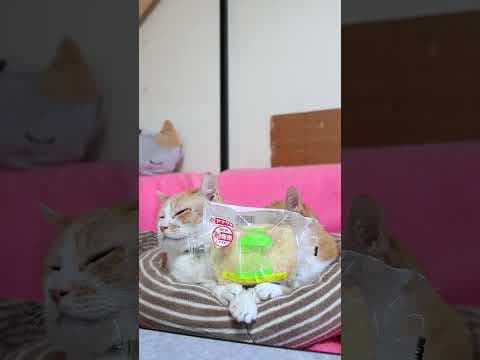 メロンケーキデニッシュ　250618　#のせ猫　 #cat #cute #猫のいる暮らし #ねこ #ねこ #ネコ　 #猫のいる生活　 #cutecat #pets