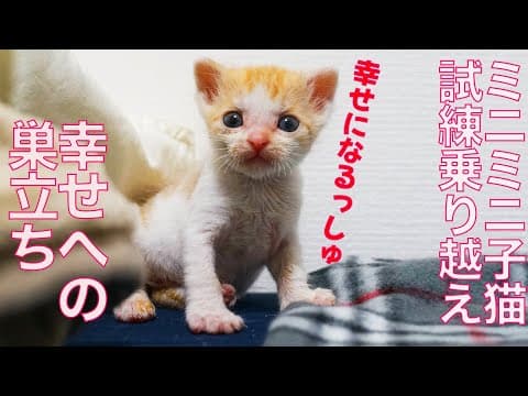 ミニミニ子猫、数々の試練を乗り越えて巣立つ The too-small-kitty's depature