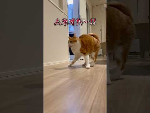 主がトラウマな猫。