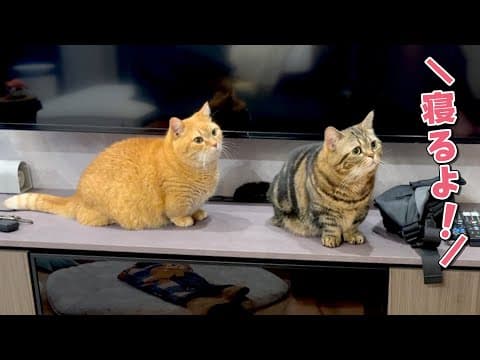 「寝るよ」というと寝室についてくる猫たちが可愛すぎました！