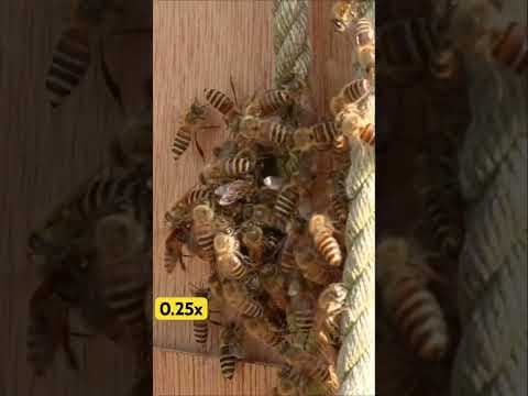 The Fatal Mistake of a Hornet, dead in Hot defensive bee ball