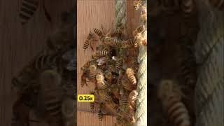 The Fatal Mistake of a Hornet, dead in Hot defensive bee ball