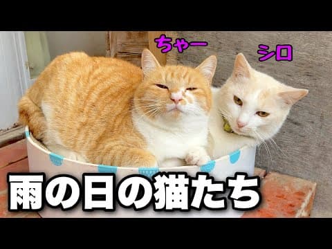 雨の音を聞きながら眠る猫たち｜猫のマサとシロとちゃー君