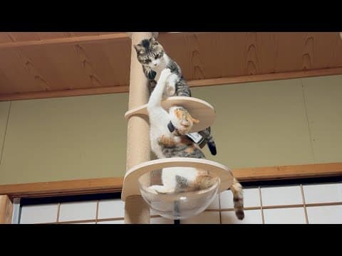 お転婆がすぎる姉妹猫の末路😂