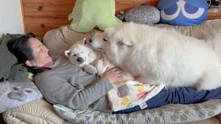 大好きな母の上で寝たい柴犬と真似したがるサモエド