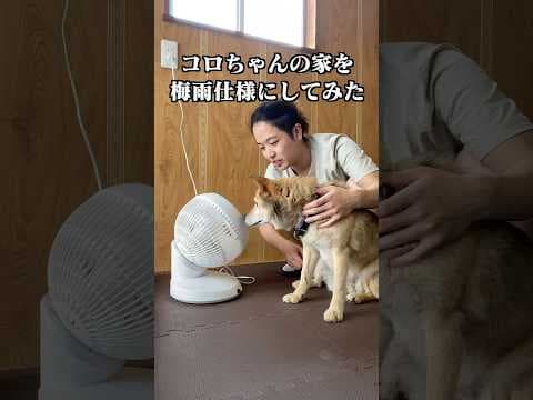 愛犬の家を梅雨仕様にしてみた