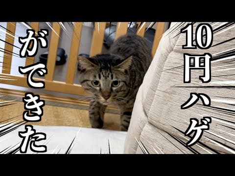 ふくちゃんに10円ハゲができました...