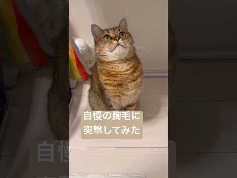 換毛期の終了間際でもふもふ度が限界突破してる猫の胸に飛び込んでみた　#shorts