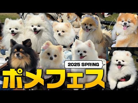【神回】ポメラニアンフェスに潜入したらずっと可愛いすぎた…