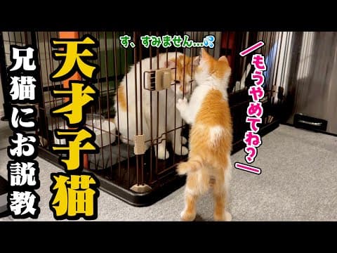 兄猫が粗相をしてしまい子猫に叱られてしまう瞬間がこちらww