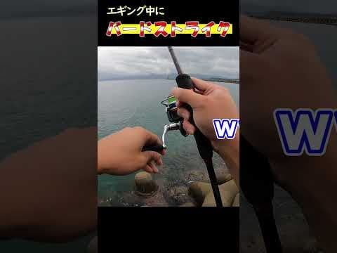 エギング中に手に負えないドエライ大物が掛かってなす術無し！#エギング#釣り