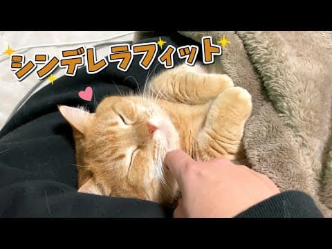 ３日ぶりに帰ってきたパパにくっついて離れない猫たちが可愛すぎる…！