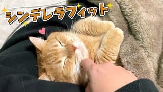 ３日ぶりに帰ってきたパパにくっついて離れない猫たちが可愛すぎる…！