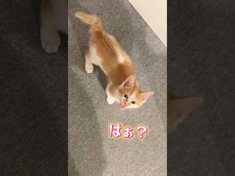お姉ちゃんの鳴き方を真似する子猫ww  #猫 #cat  #shorts