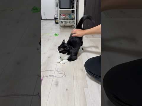 まさかの展開！？ケツドラムされて昇天する猫ｗｗｗ#猫ショート #おもしろ猫 #猫好きさんと繋がりたい #catshorts #catlover