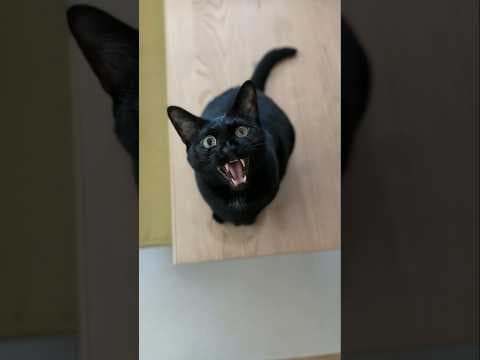猫の要求ニャン🐱 - Cat's request - #shorts #cat