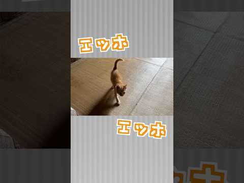 えっほえっほ！アンパンマンはつぶあんって伝えなきゃ！#cat#kitten #猫 #子猫 #猫のいる暮らし