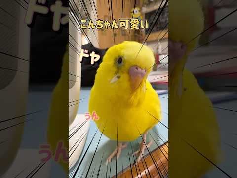 鳥する事に鳥生捧げた鳥