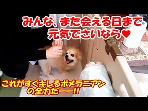 ほな､またな!これがすぐキレるポメラニアンの全力だー!!!