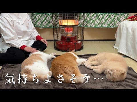 ストーブが好きすぎる猫たち