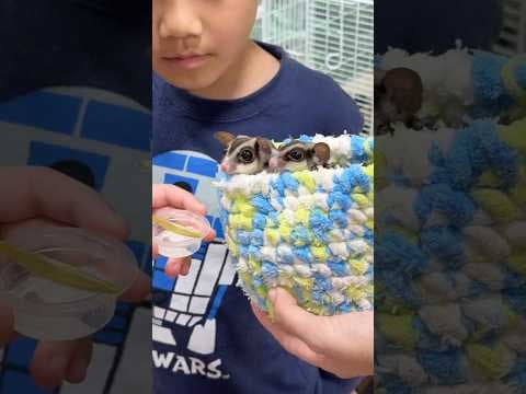 モモンガの赤ちゃんにえさやり