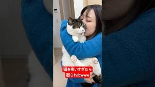 猫吸いしたら怒られたw #shorts