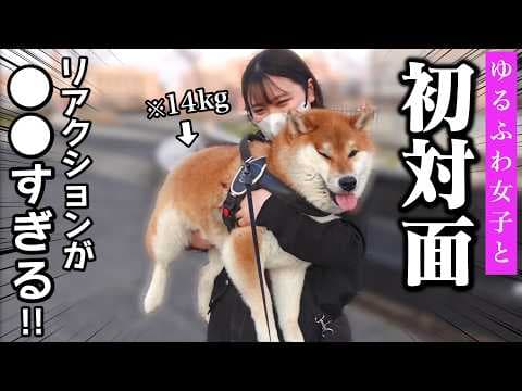 【初対面の反応は..？】20歳、ゆるふわ女子に興奮しまくる柴犬こまちゃんの反応が可愛すぎした…🥹「なにしてるの？」