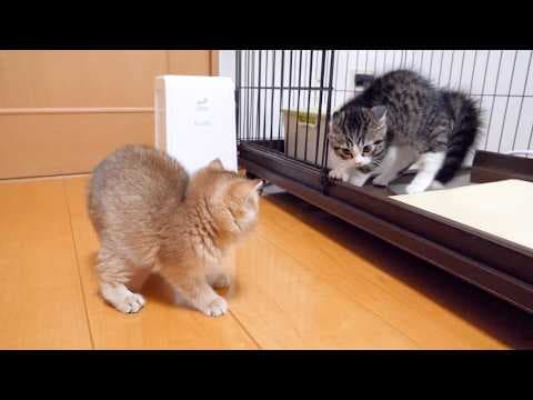 Cute kittens who are wary of each other and can't get close to each other...