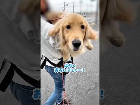 楽しそうでなにより...#大型犬 #ゴールデンレトリバー