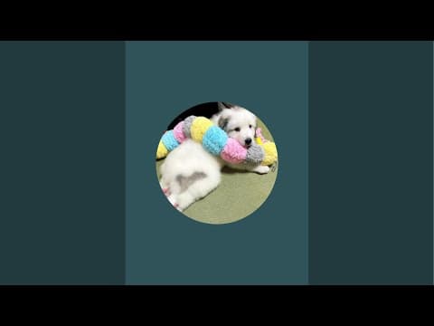 ドレミの歌グレートピレニーズ がライブ配信中！