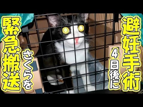 【数百匹中わずか数匹の症例】避妊手術の4日後に愛猫さくらを動物病院へ緊急搬送しました