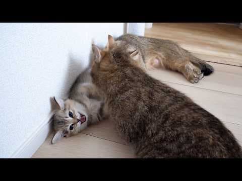 Cute kitten is surprised by mama cat's licking vigor...